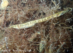 Syngnathus abaster
