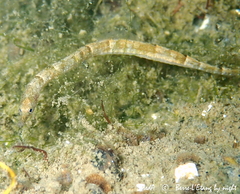 Syngnathus abaster