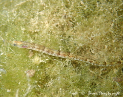 Syngnathus abaster