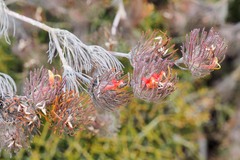 Adenanthos