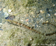Syngnathus abaster