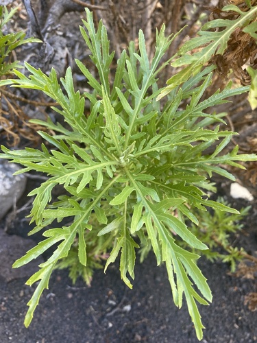 Cheirolophus junonianus image