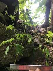 Aconitum noveboracense