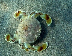 Matuta