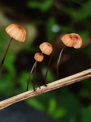 Marasmius curreyi