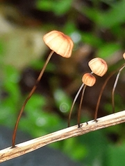 Marasmius curreyi