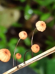 Marasmius curreyi