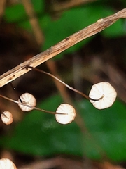 Marasmius curreyi
