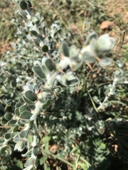 Sclerolaena birchii