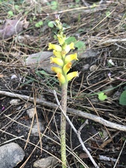 Lachenalia lutea