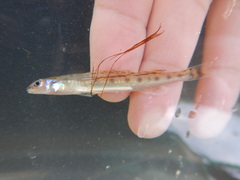 Ammocrypta vivax