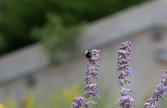 Bombus bimaculatus