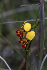 Diuris corymbosa