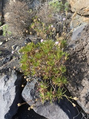 Cheirolophus junonianus