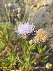 Cheirolophus junonianus