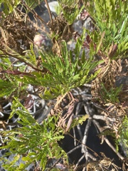 Cheirolophus junonianus