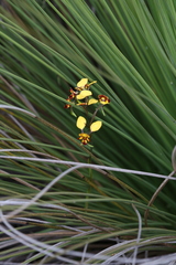 Diuris corymbosa