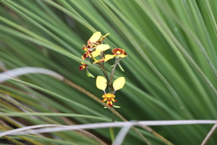 Diuris corymbosa
