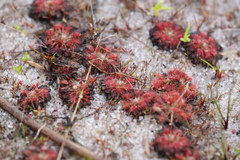Drosera patens