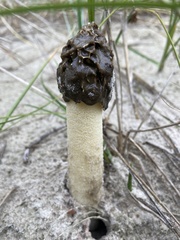 Phallus hadriani