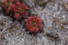 Drosera patens