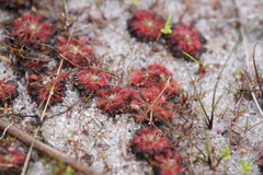 Drosera patens