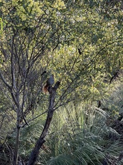 Dasyornis broadbenti