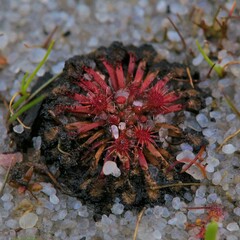 Drosera patens
