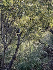 Dasyornis broadbenti