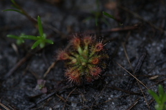 Drosera patens
