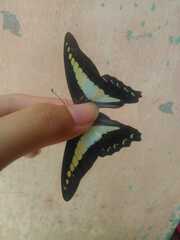 Graphium sarpedon