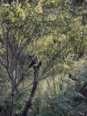 Dasyornis broadbenti