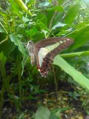 Graphium sarpedon