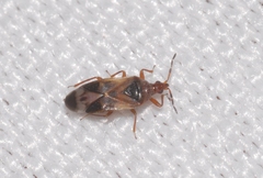 Anthocoris nemoralis