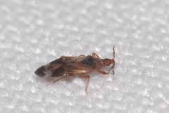 Anthocoris nemoralis