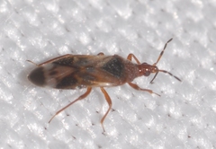Anthocoris nemoralis
