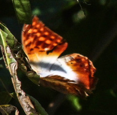 Charaxes varanes