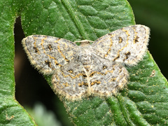 Dischidesia cinerea