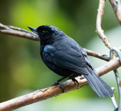 Diglossa lafresnayii