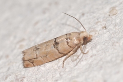 Blastesthia tessulatana