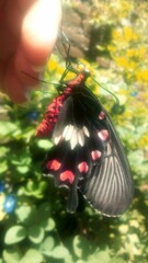 Pachliopta adamas