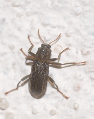 Stenelmis canaliculata