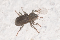 Stenelmis canaliculata