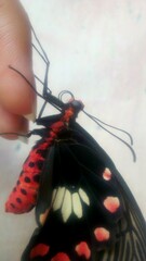 Pachliopta adamas