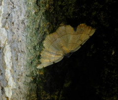 Eilicrinia trinotata