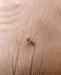 Bactrocera