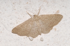 Idaea obsoletaria