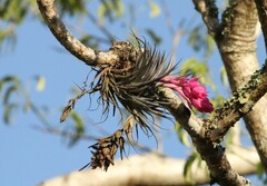 Tillandsia stricta