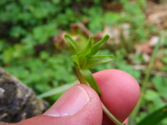 Freesia viridis viridis