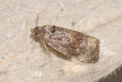 Endothenia gentianaeana
